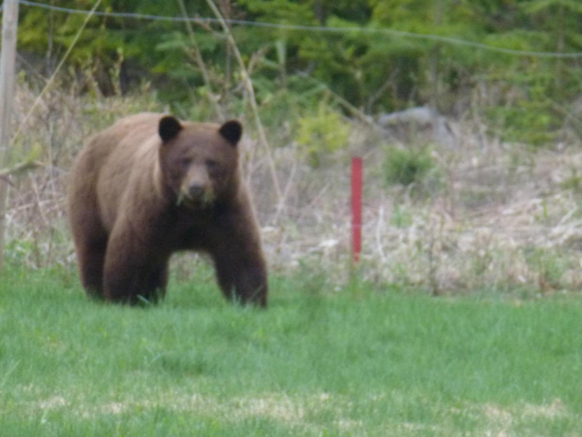 Little Black Bear Lodge/B&B Bridge Lake Luaran gambar