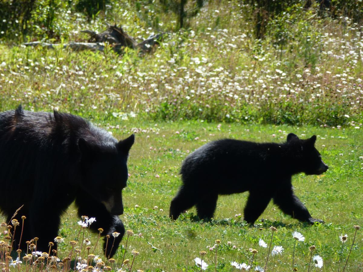 Little Black Bear Lodge/B&B Bridge Lake Luaran gambar