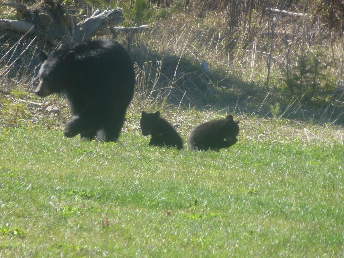 Little Black Bear Lodge/B&B Bridge Lake Luaran gambar