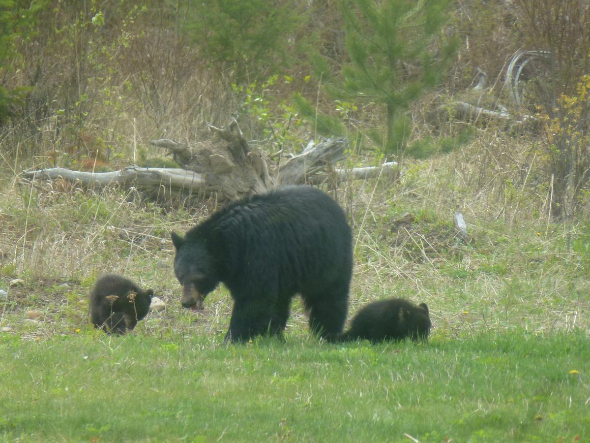 Little Black Bear Lodge/B&B Bridge Lake Luaran gambar