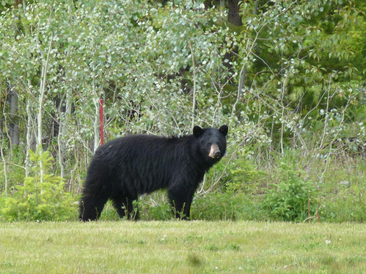 Little Black Bear Lodge/B&B Bridge Lake Luaran gambar