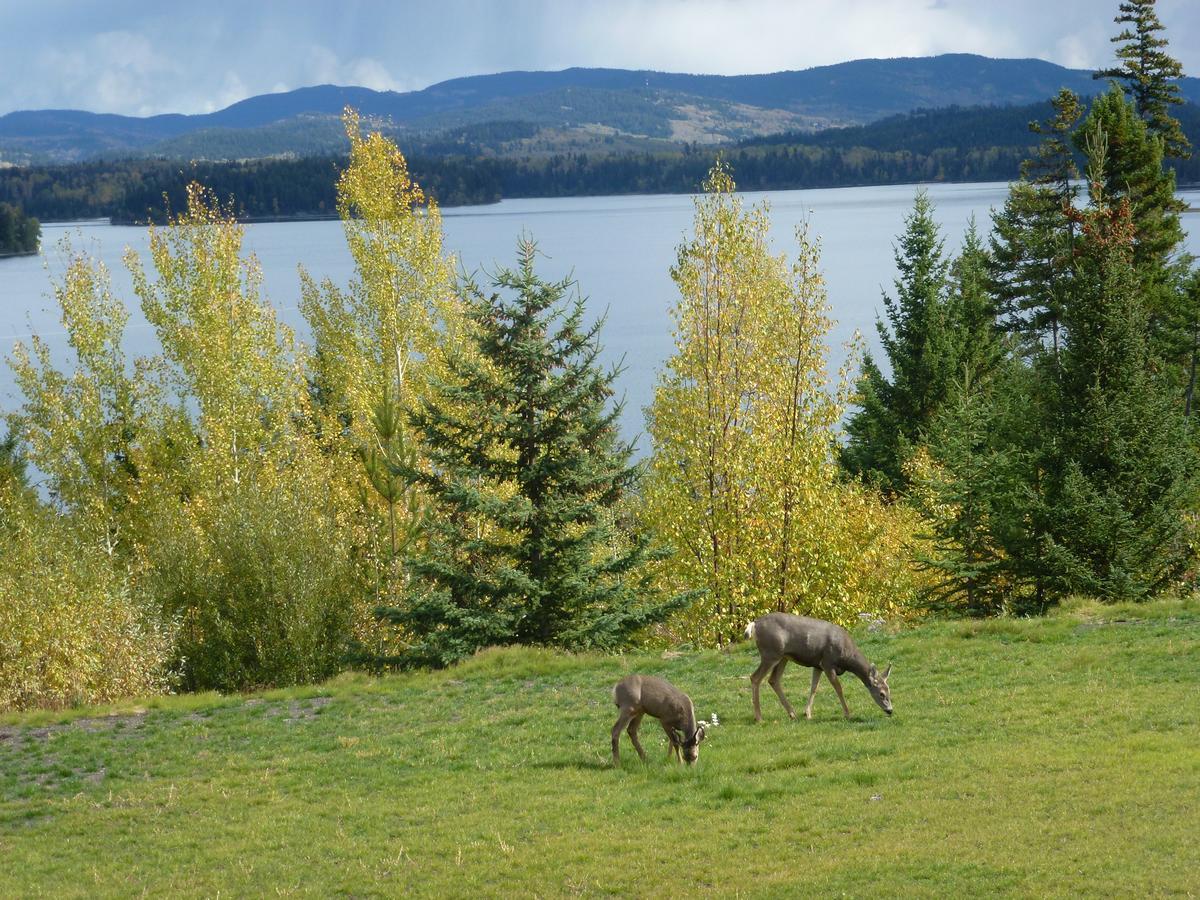 Little Black Bear Lodge/B&B Bridge Lake Luaran gambar
