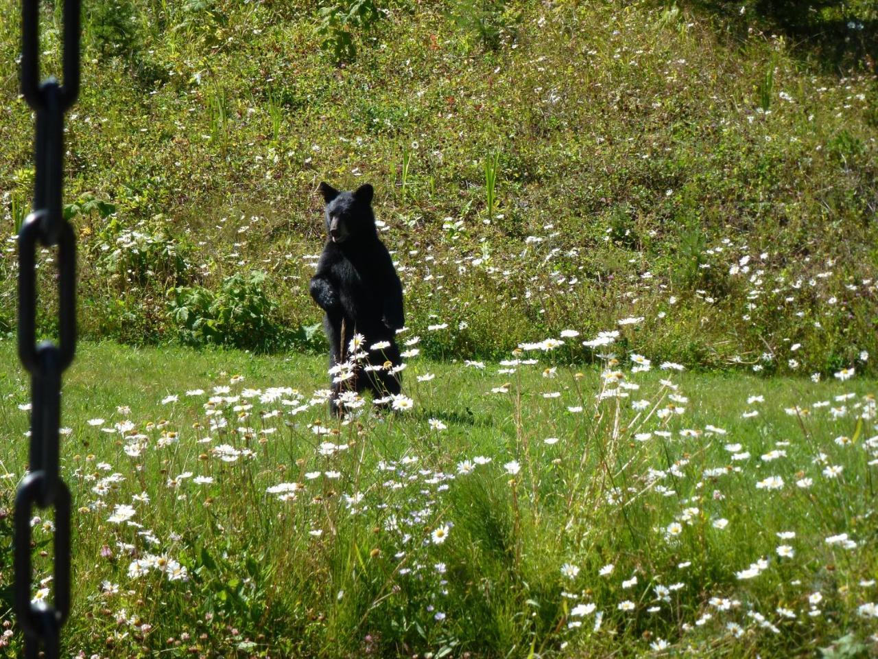 Little Black Bear Lodge/B&B Bridge Lake Luaran gambar